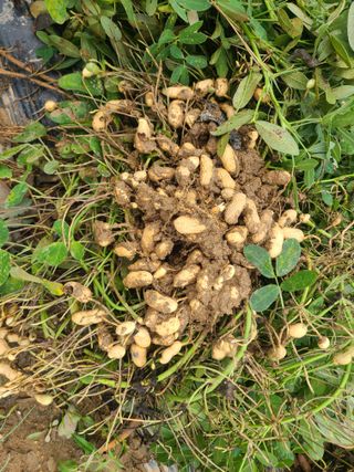 표고버섯10229님의 자유주제 · 자유게시판 작성글 사진