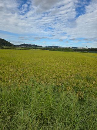 이옥주님의 벼 · 영농일지 작성글 사진