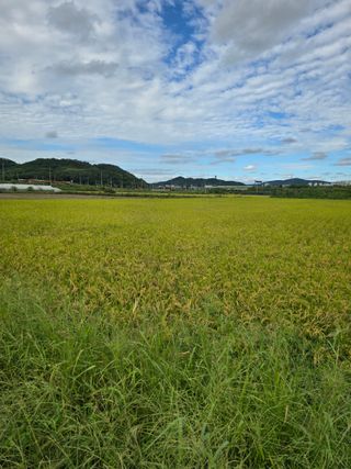 이옥주님의 벼 · 영농일지 작성글 사진
