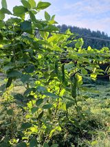 팜모닝 · 게시글 이미지