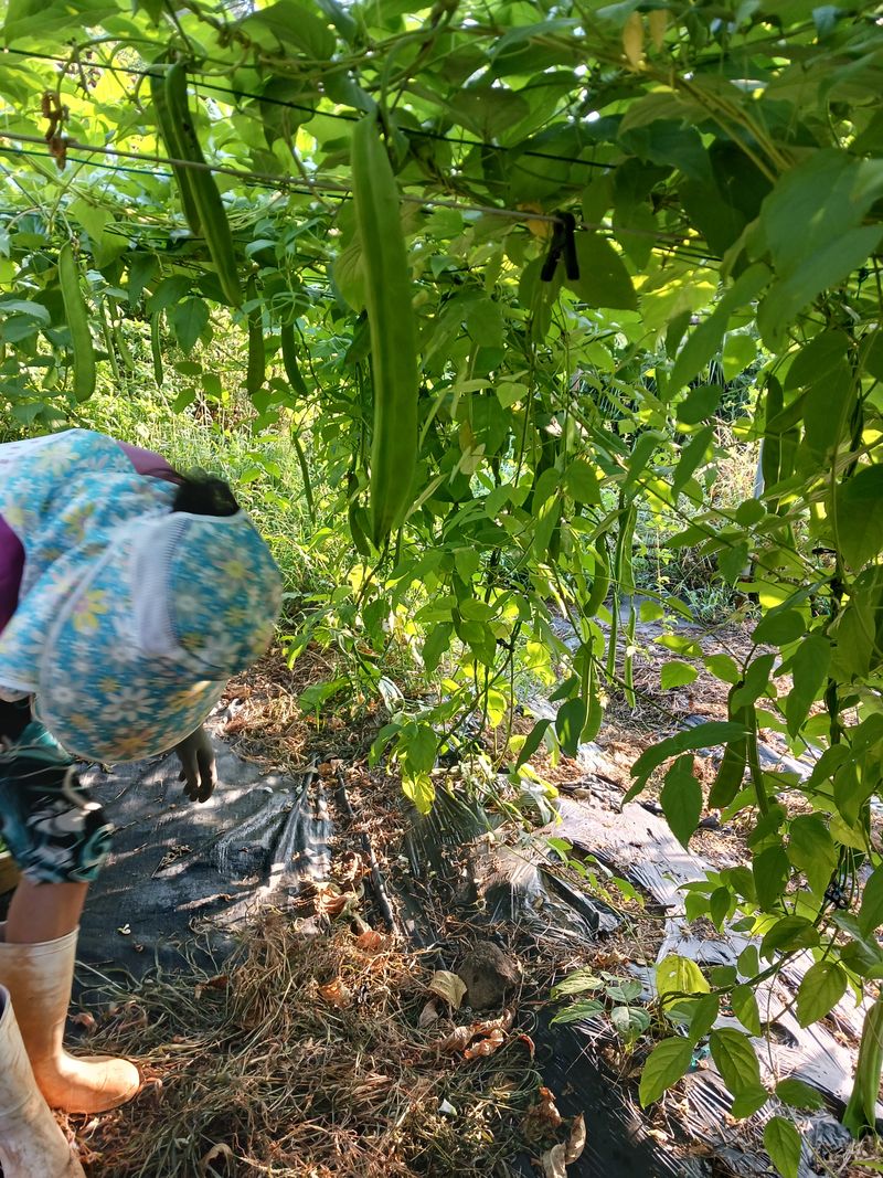 들국화님의 장터 판매 상품 [비염최고 무농약작두콩] 첨부 사진