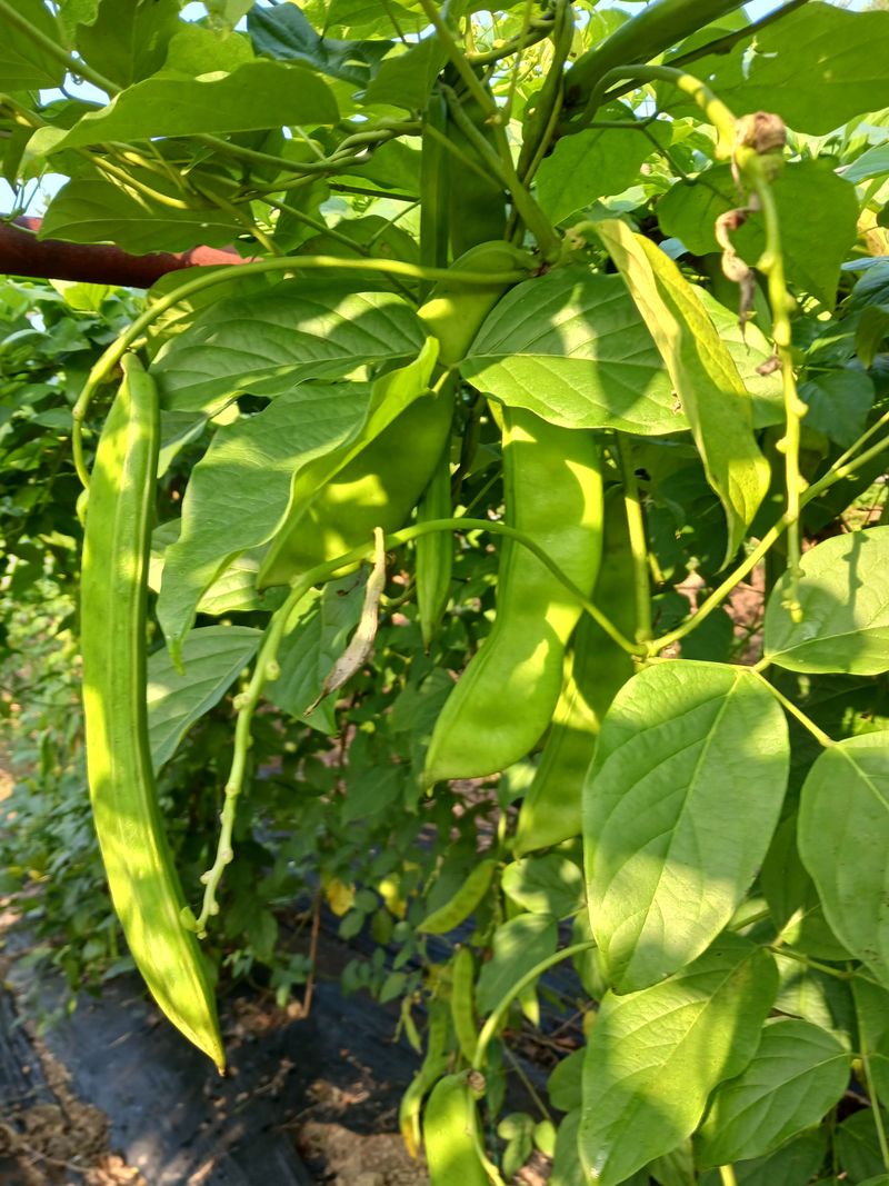 들국화님의 장터 판매 상품 [비염최고 무농약작두콩] 첨부 사진