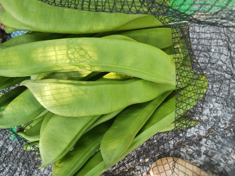 들국화님의 장터 판매 상품 [비염최고 무농약작두콩] 첨부 사진