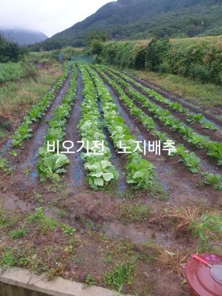 허굴산농장님의 자유주제 · 자유게시판 작성글 사진