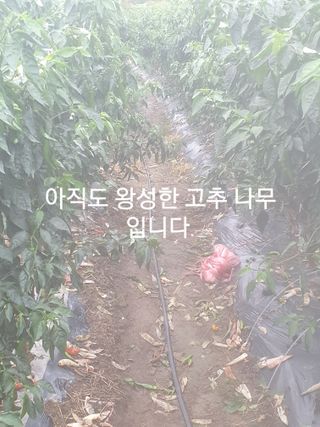허굴산농장님의 자유주제 · 자유게시판 작성글 사진