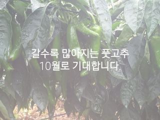 허굴산농장님의 자유주제 · 자유게시판 작성글 사진