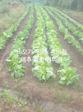 허굴산농장님의 자유주제 · 자유게시판 작성글 사진