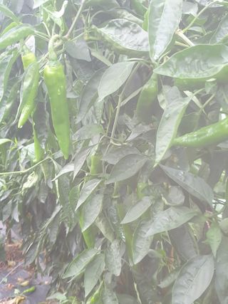 허굴산농장님의 자유주제 · 자유게시판 작성글 사진