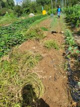 팜모닝 기타작물·영농일지 게시글 이미지