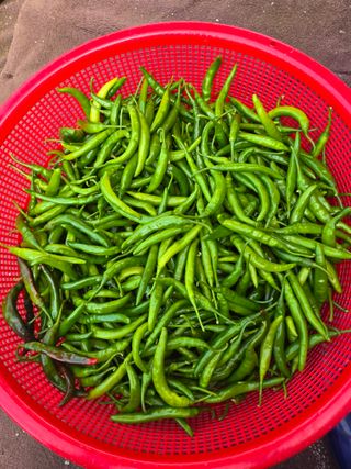 선비 농군님의 고추 · 영농일지 작성글 사진