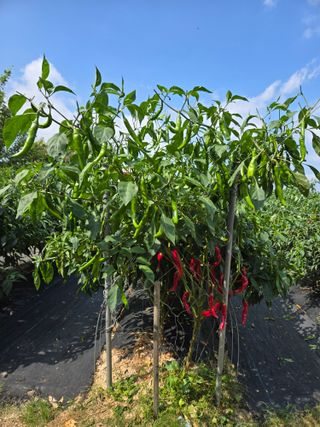 선비 농군님의 고추 · 영농일지 작성글 사진