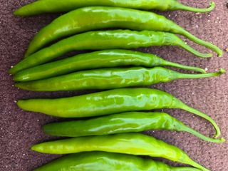 선비 농군님의 고추 · 영농일지 작성글 사진