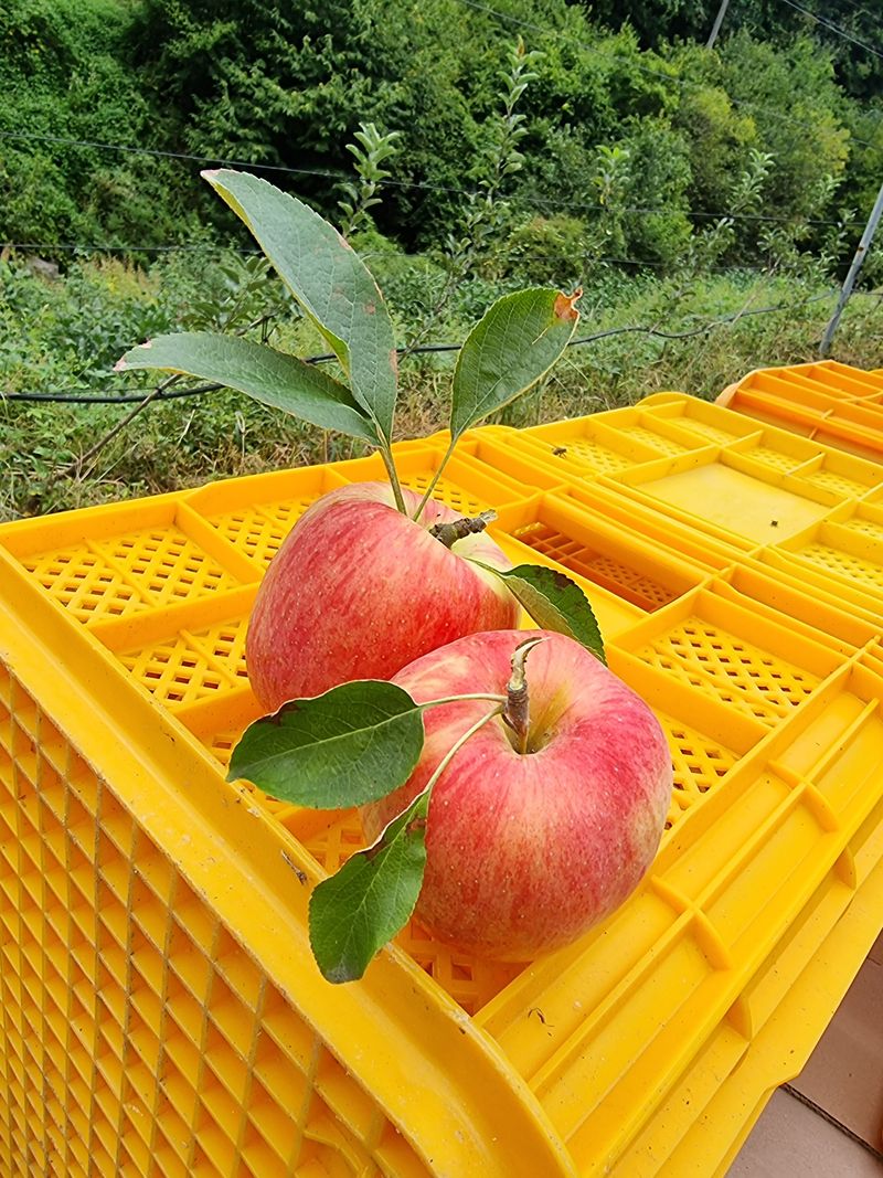 장터 상품 [봉화 사과즙 ] 썸네일