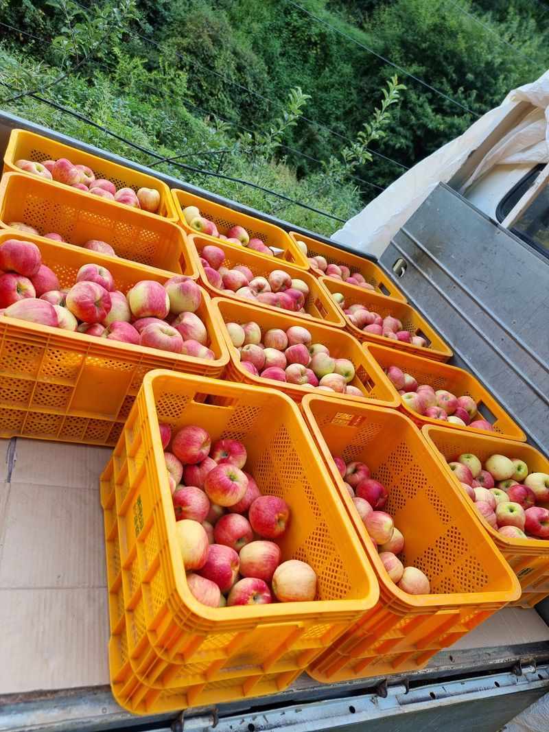 호랑이와인성이님의 장터 판매 상품 [봉화 사과즙 ] 첨부 사진