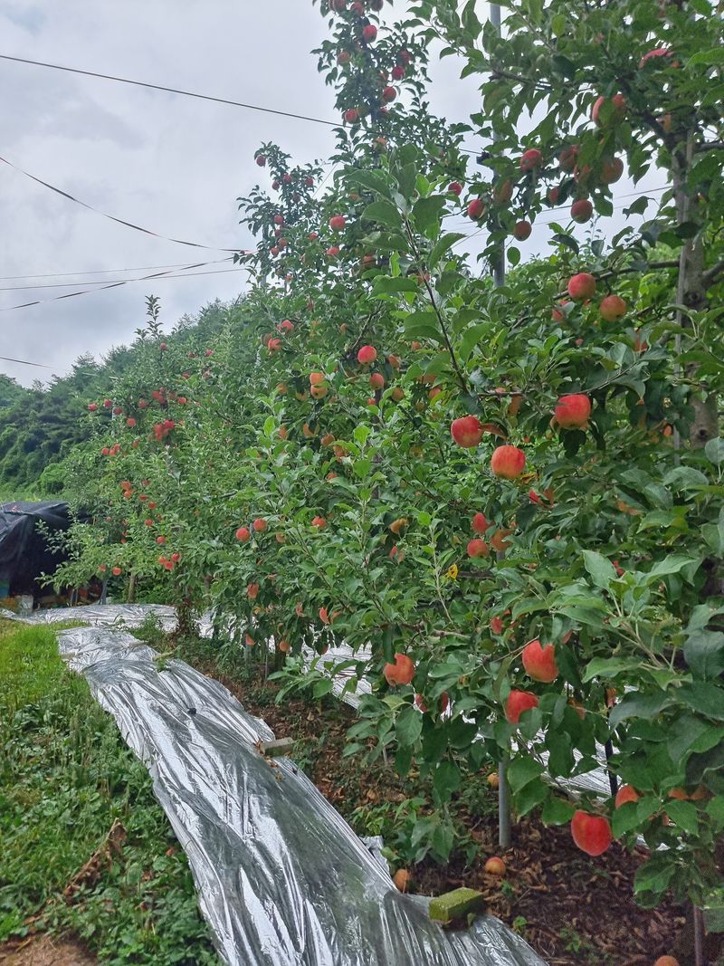 호랑이와인성이님의 장터 판매 상품 [봉화 사과즙 ] 첨부 사진