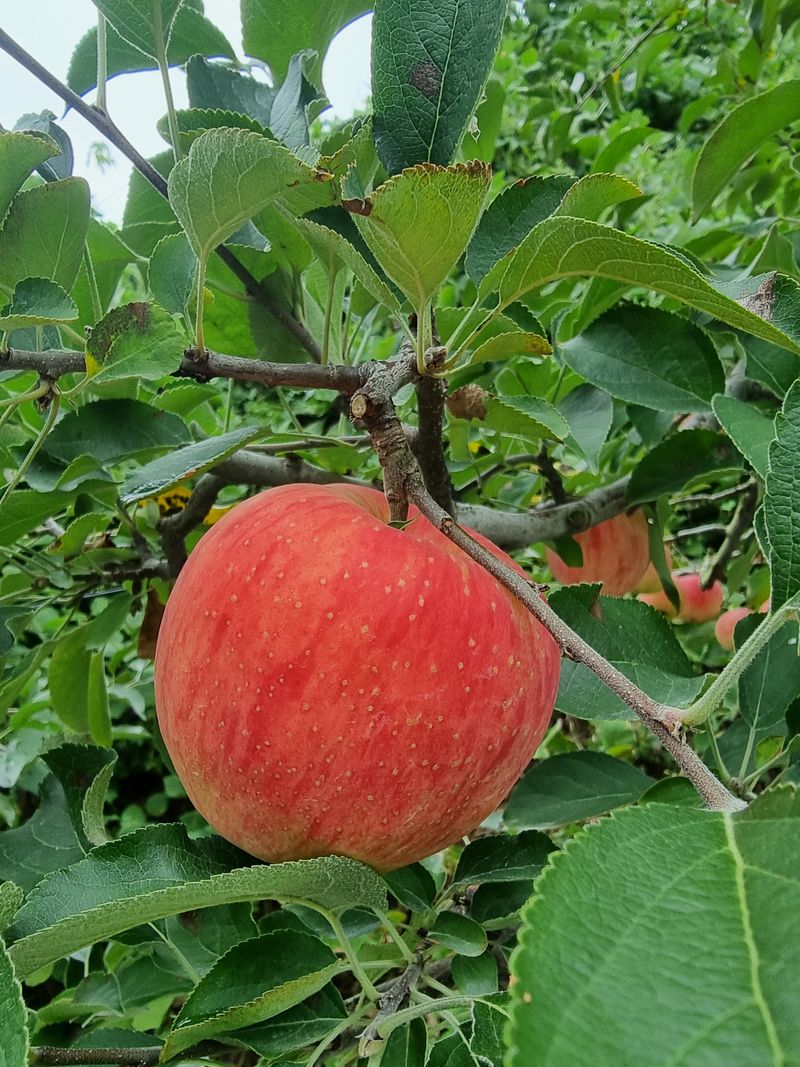 호랑이와인성이님의 장터 판매 상품 [봉화 사과즙 ] 첨부 사진
