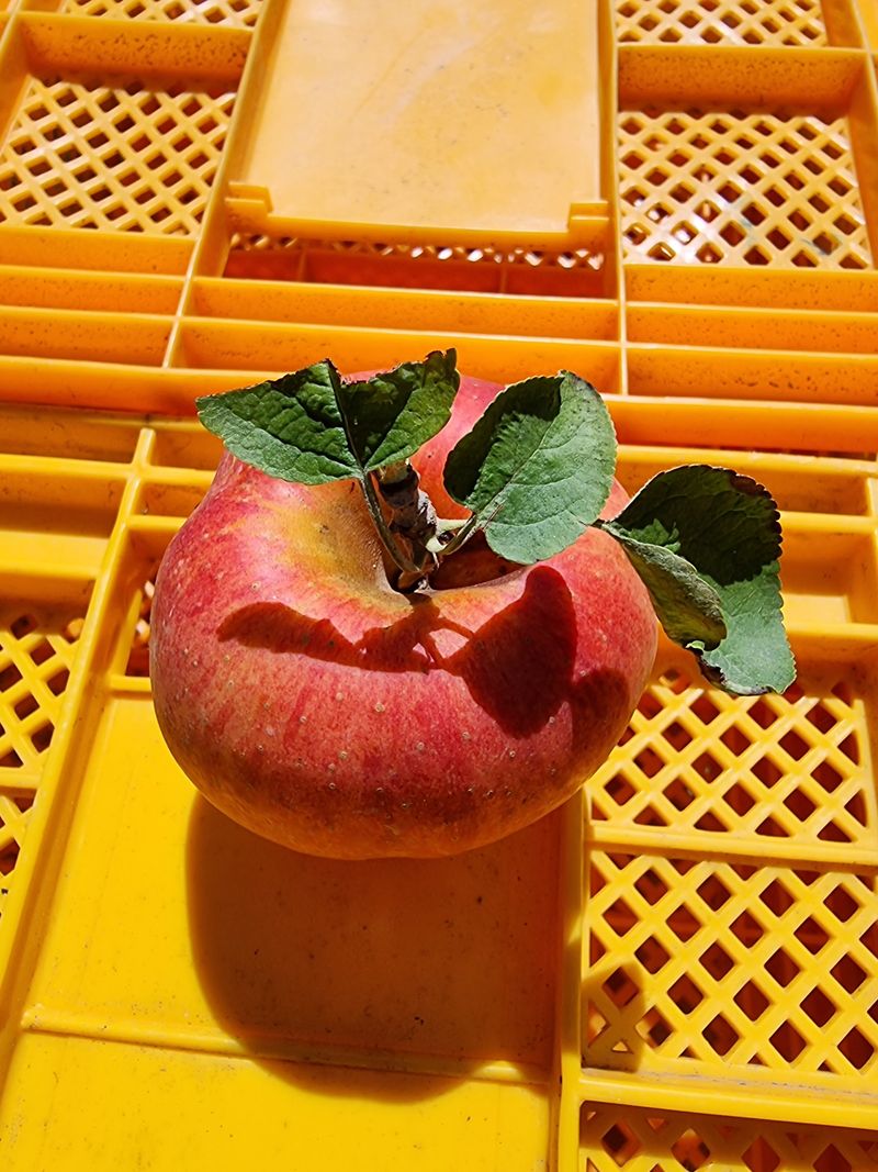 호랑이와인성이님의 장터 판매 상품 [봉화 사과즙 ] 첨부 사진