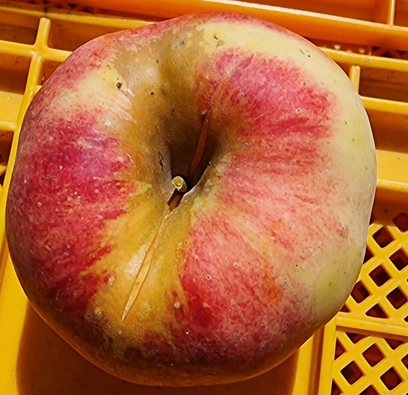 호랑이와인성이님의 장터 판매 상품 [봉화 사과즙 ] 첨부 사진