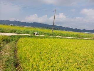 최재형님의 벼 · 영농일지 작성글 사진