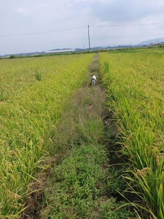최재형님의 벼 · 영농일지 작성글 사진