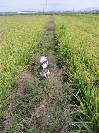 최재형님의 벼 · 영농일지 작성글 사진