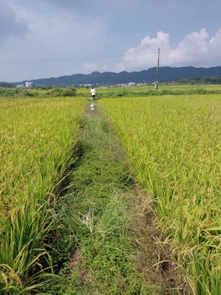 최재형님의 벼 · 영농일지 작성글 사진