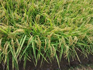 최재형님의 벼 · 영농일지 작성글 사진