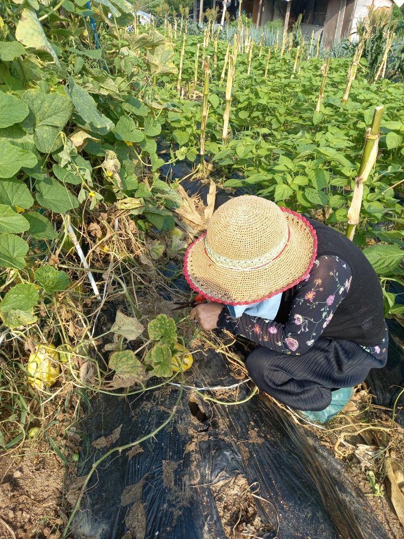 조정숙(1955)님의 장터 판매 상품 [농사용 핸드메이드 모자 ] 첨부 사진