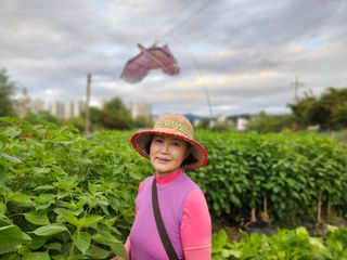 조정숙(1955)님의 작성글 사진