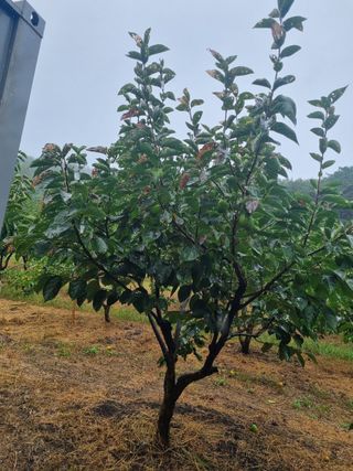 오재오님의 감 · 병해충상담 작성글 사진