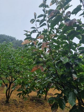 오재오님의 감 · 병해충상담 작성글 사진