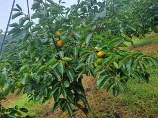 오재오님의 감 · 병해충상담 작성글 사진