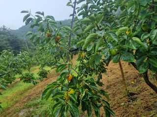 오재오님의 감 · 병해충상담 작성글 사진