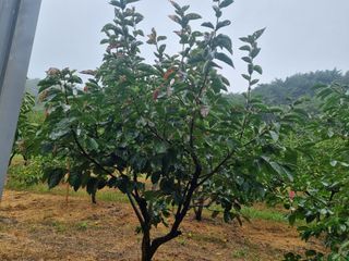 오재오님의 감 · 병해충상담 작성글 사진