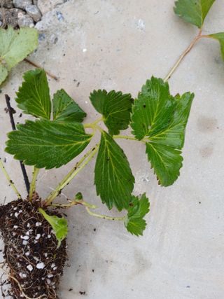 최병화 님의 한가위, 덕담을 나눠주세요 · 참여글 작성글 사진