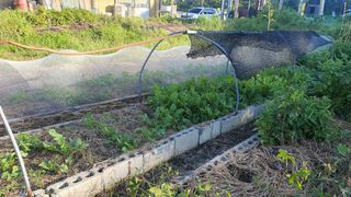 황의성님의 배추 · 일상 작성글 사진