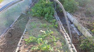 황의성님의 배추 · 일상 작성글 사진