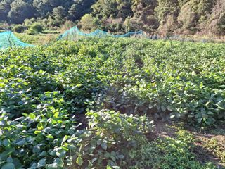 봉만식님의 콩 · 영농일지 작성글 사진