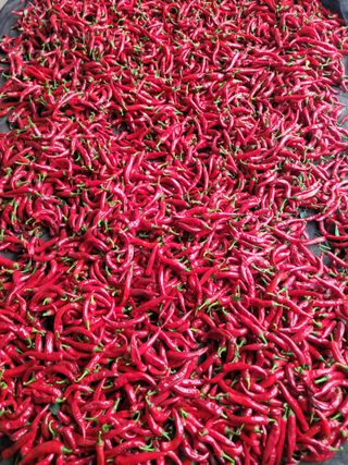 커피나무님의 자유주제 · 자유게시판 작성글 사진