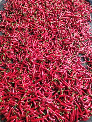 커피나무님의 자유주제 · 자유게시판 작성글 사진