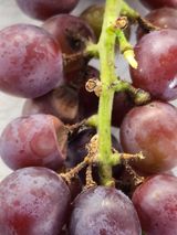 팜모닝 포도·병해충상담 게시글 이미지