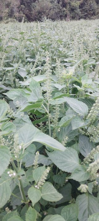 남기하님의 자유주제 · 자유게시판 작성글 사진