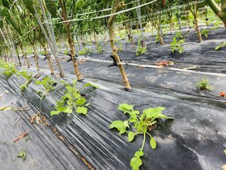 이덕수님의 자유주제 · 자유게시판 작성글 사진