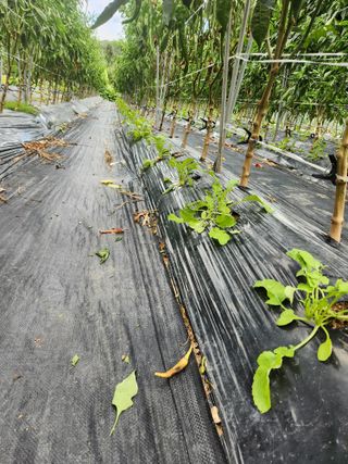 이덕수님의 자유주제 · 자유게시판 작성글 사진