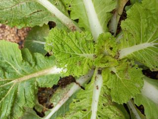 문순님의 농사, 무엇이든 물어보세요! · 참여글 작성글 사진