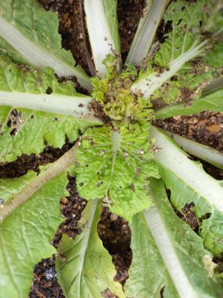 문순님의 농사, 무엇이든 물어보세요! · 참여글 작성글 사진