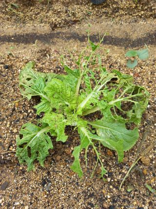 문순님의 농사, 무엇이든 물어보세요! · 참여글 작성글 사진