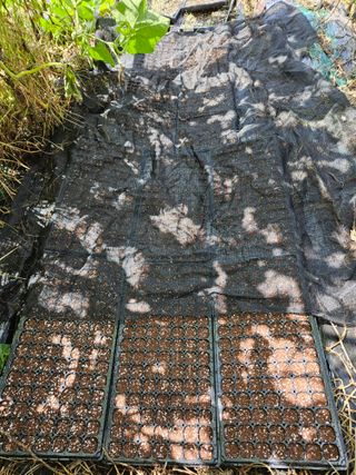 백호순(후추)님의 양파 · 영농일지 작성글 사진