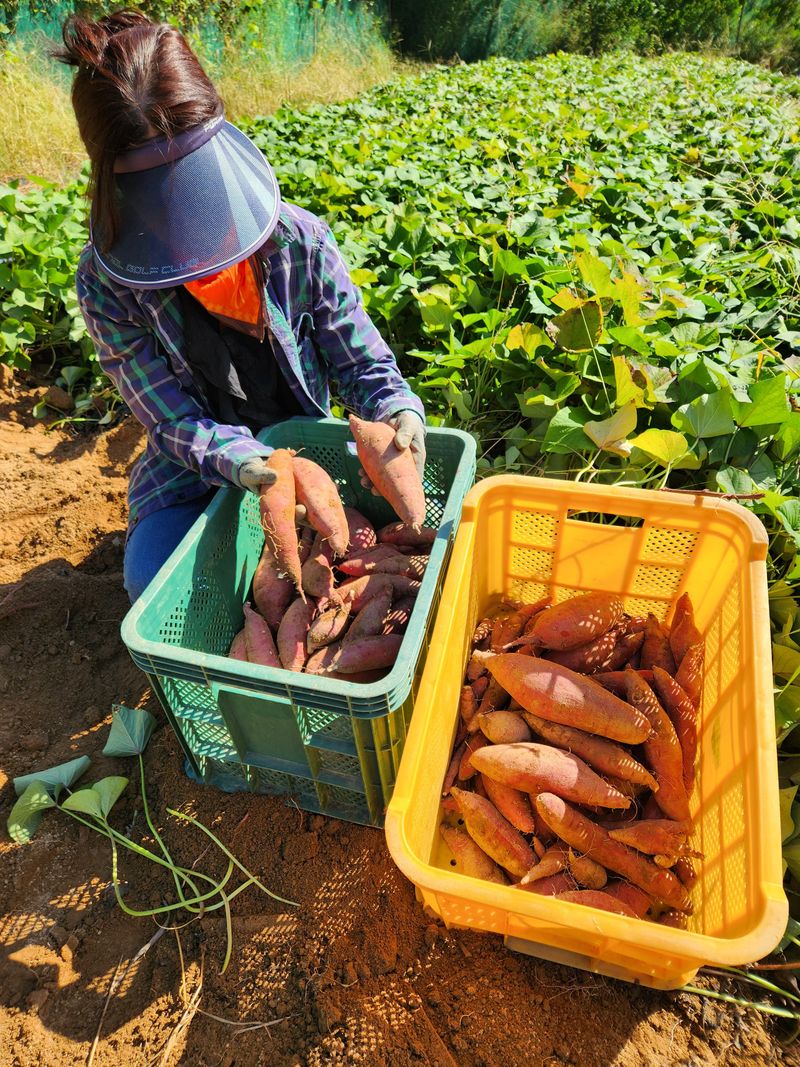 금제섭님의 장터 판매 상품 [황토 꿀고구마 10kg] 첨부 사진