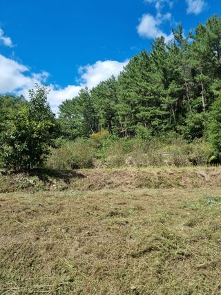 영자님의 들깨 · 영농일지 작성글 사진